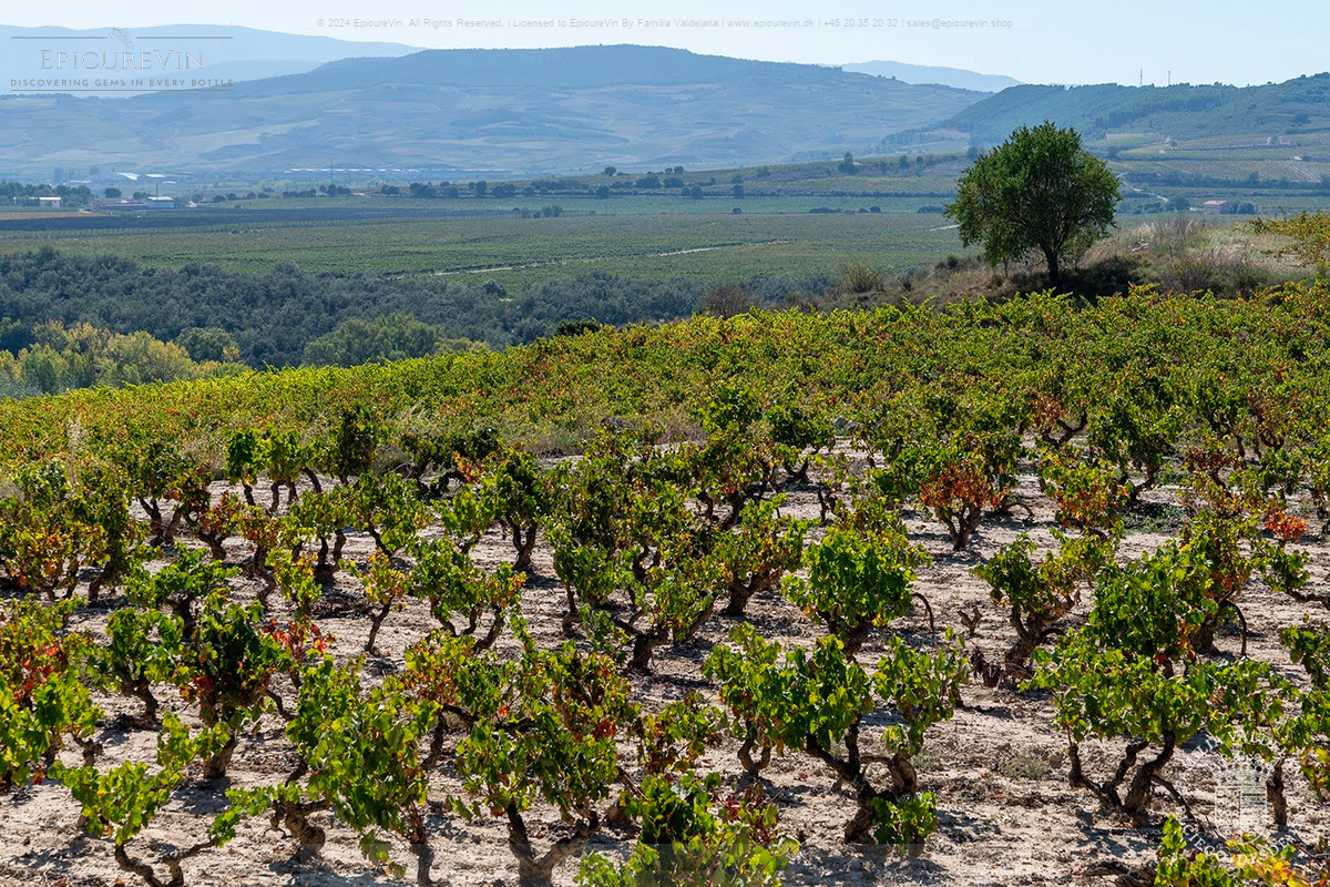 Vinedo Singular Senda De Las Damas rødvin 2021